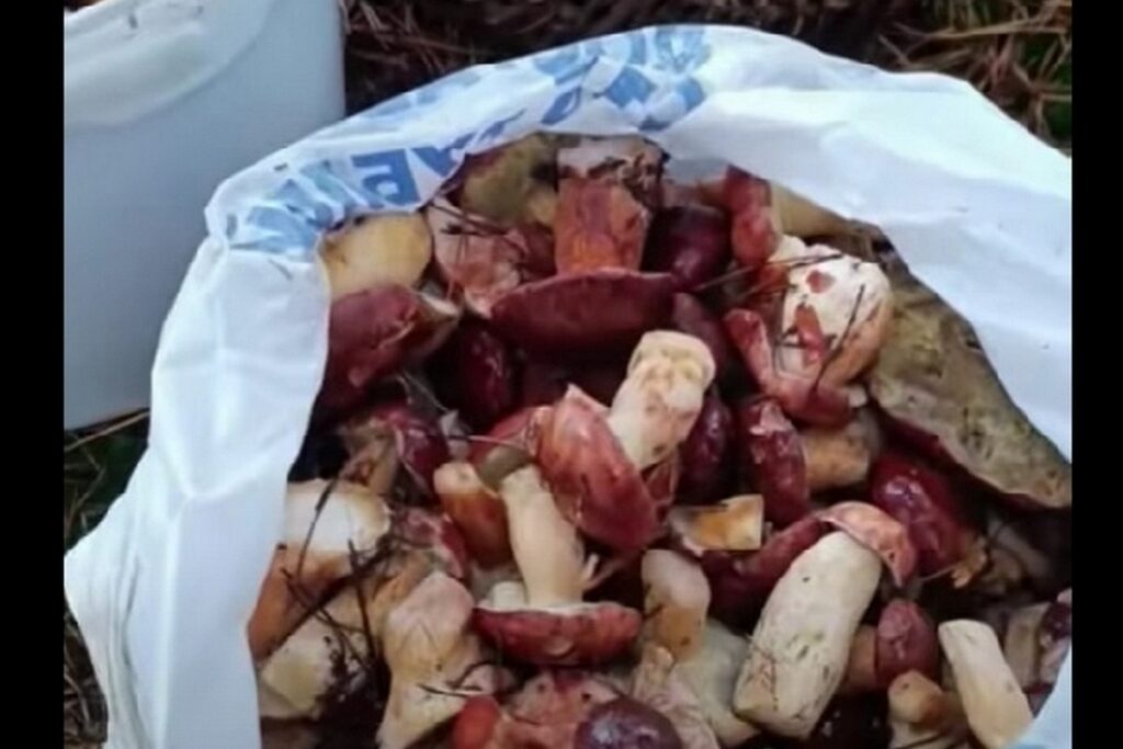 Белорус за 1 час 20 минут собрал три полные ёмкости грибов