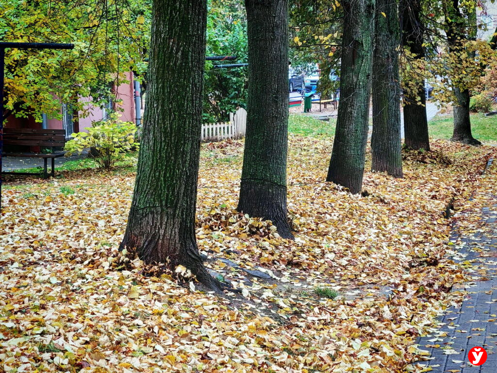 Синоптики предупредили о тумане и дожде 29 октября