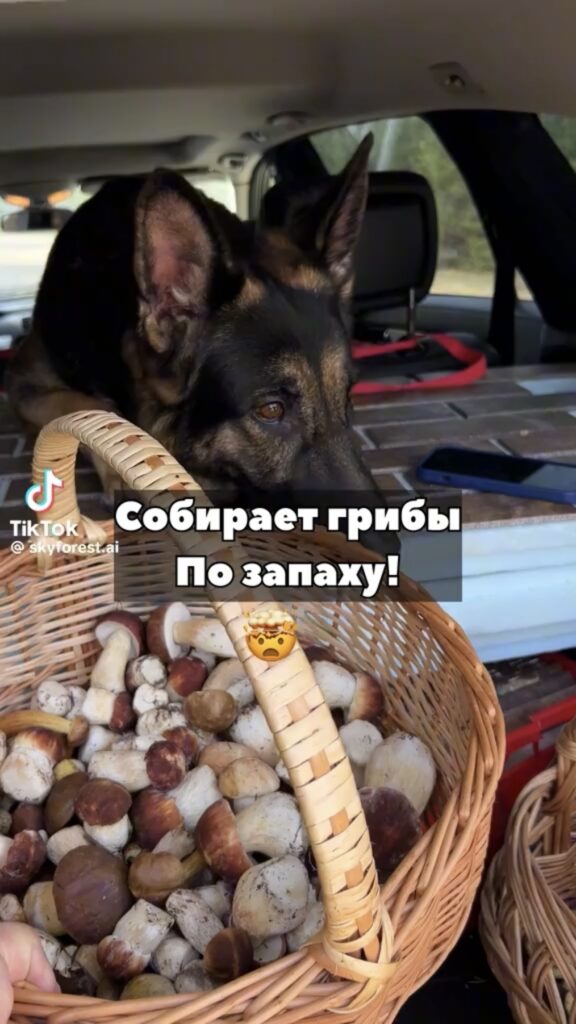 собака собирает грибы по запаху