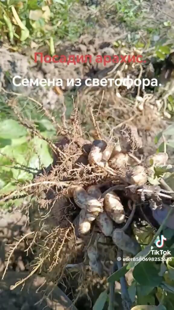 семена арахиса