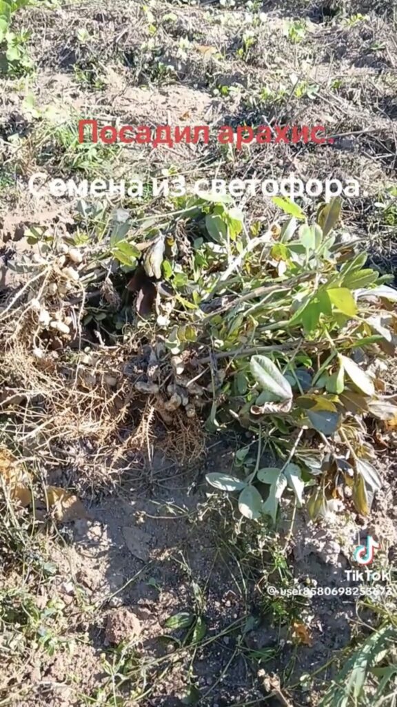 дача огород
