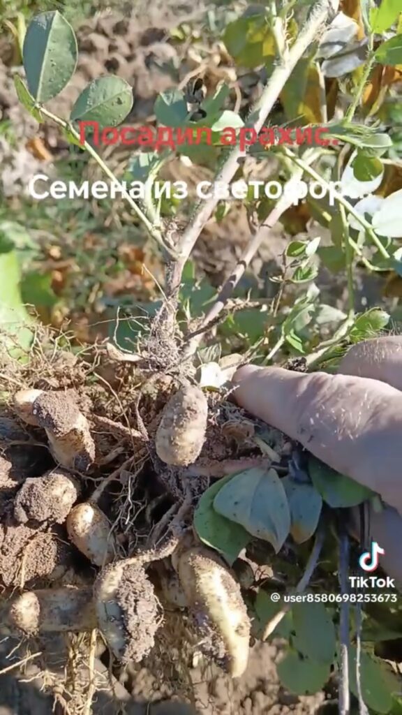 куст