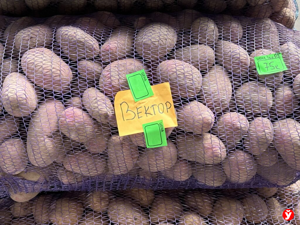 вектор