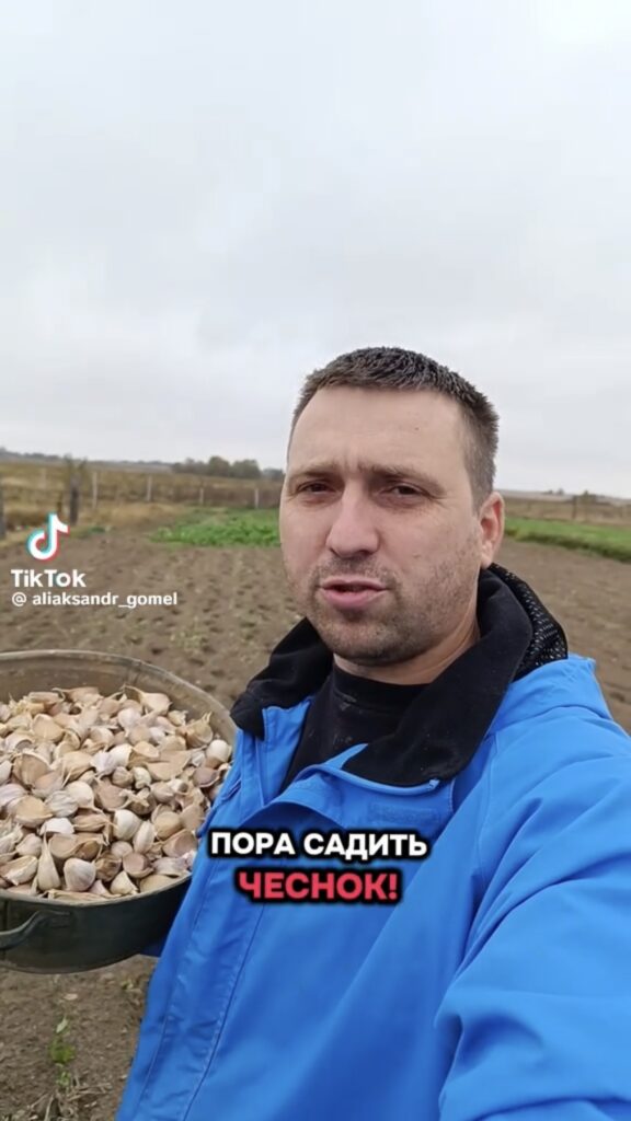 дачник