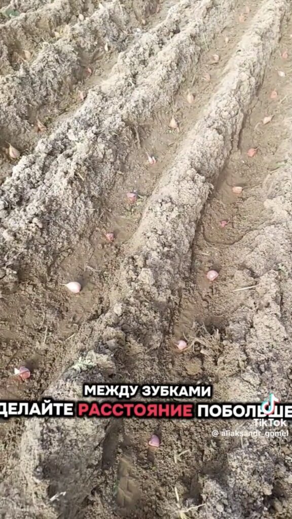 лунки