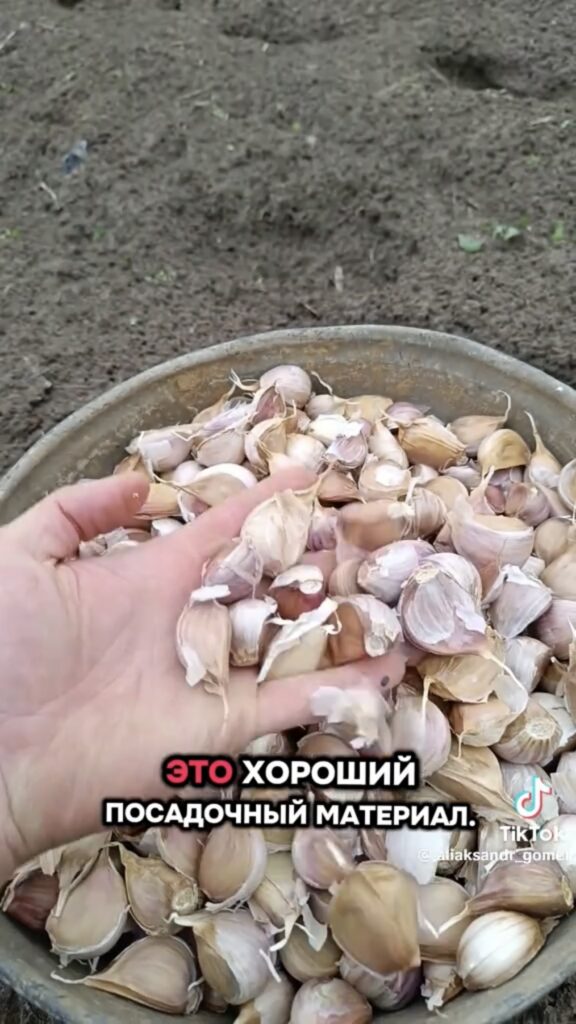 чеснок