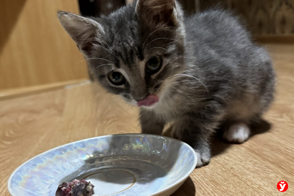 Честный обзор колбасы «Вкусненькая» от копыльского предприятия. Стоит ли покупать