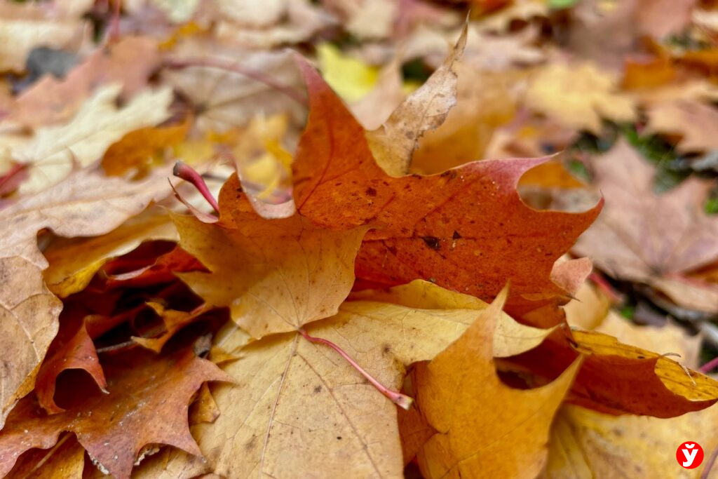 Ветер и дожди накроют Беларусь в последний день октября