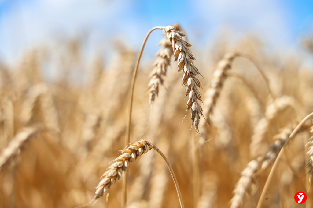 Как две машины «Техпомощь» решают проблему простоев в Борисовском КХП