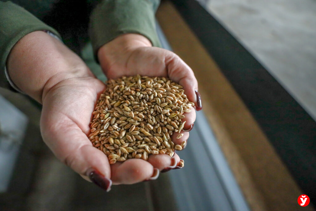 От поля до стола: как борисовские мукомолы удерживают марку качества