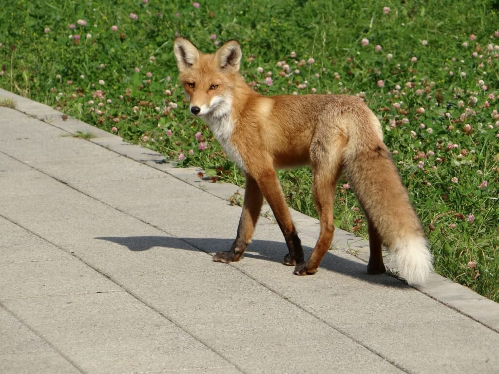 В Беларуси участились случаи появления лис в городах — что делать в таком случае