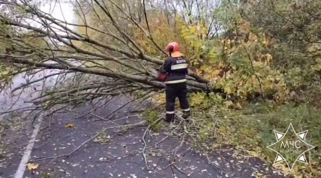 В Минской и Витебской областях устраняют последствия сильного ветра
