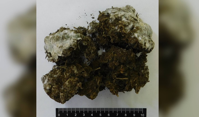 Житель Минщины откликнулся на вакансию «доставщик воды» и получил 10 лет тюрьмы