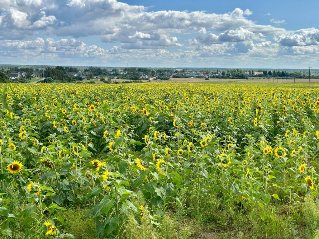 подсолнухи