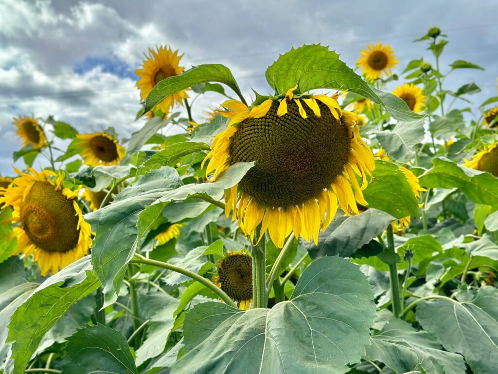 подсолнухи