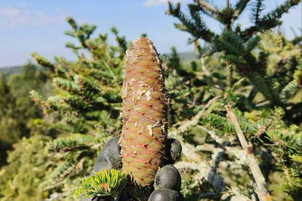 Не для уроков труда: какие шишки в Беларуси собирать запрещено