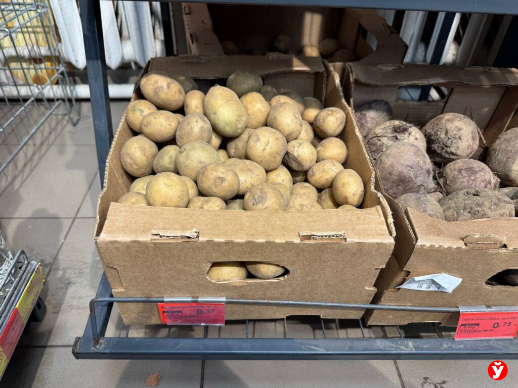 Картошка в Березино