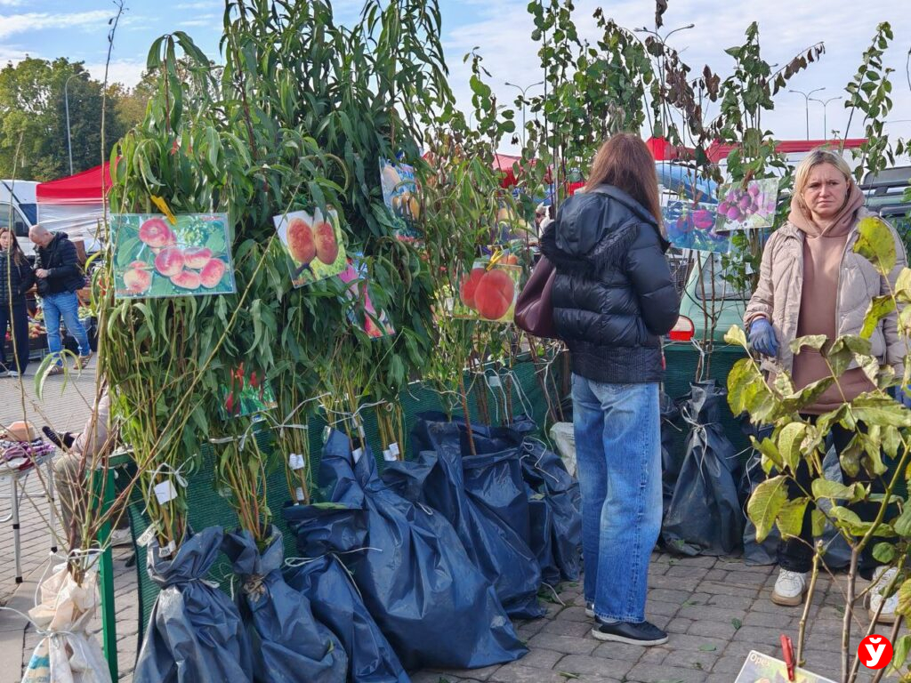 Ярмарка в Чижовка Арене