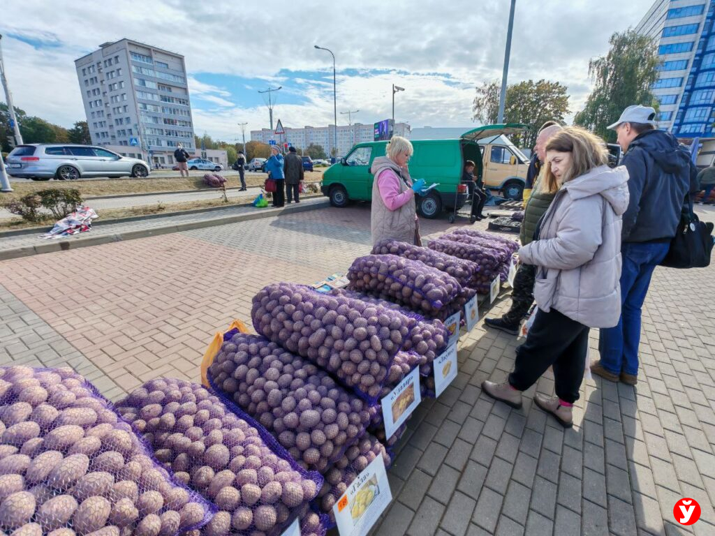 Картошка в "Минск-Арене"