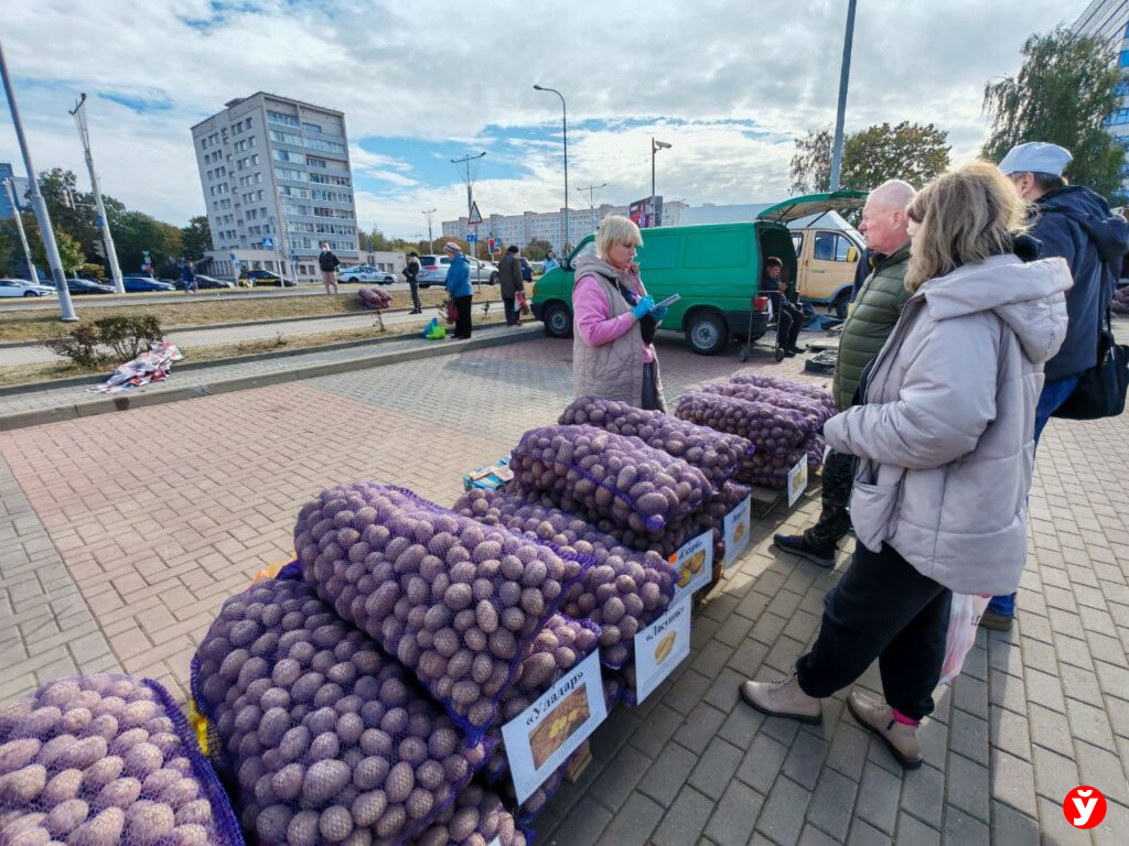Картошка в "Минск-Арене"