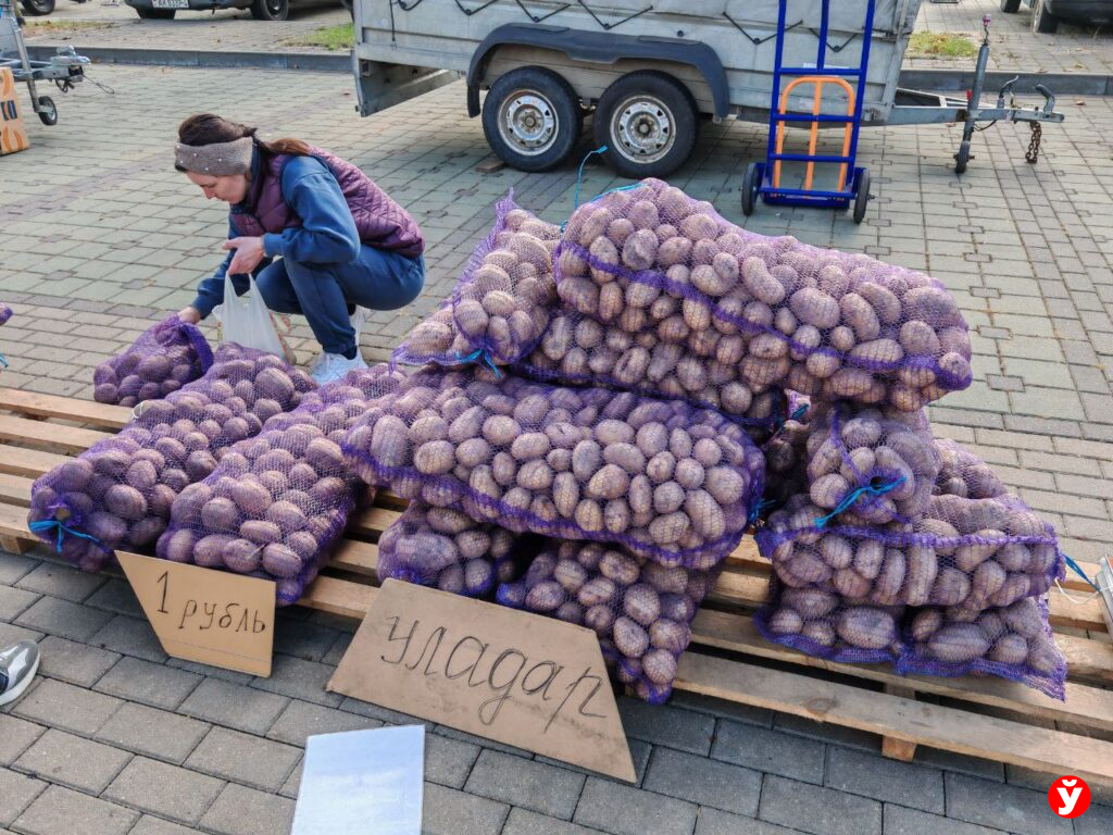 Картошка в "Минск-Арене"