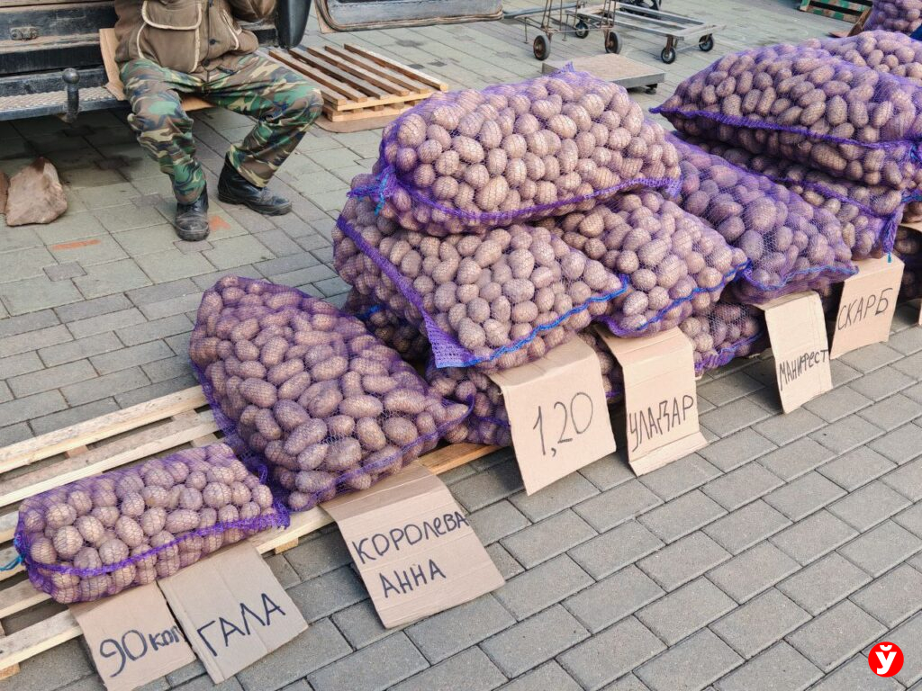 Картошка в "Минск-Арене"