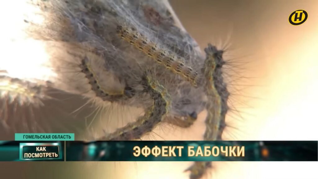 Белая бабочка