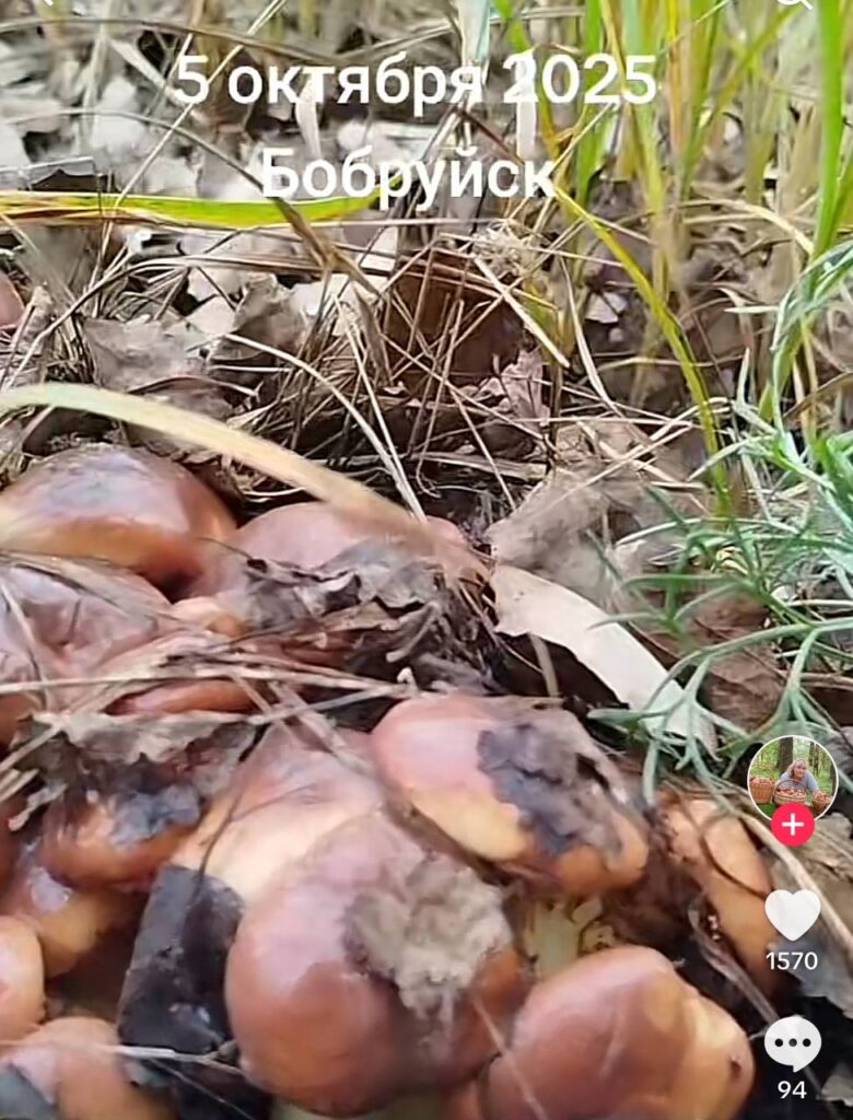 грибы