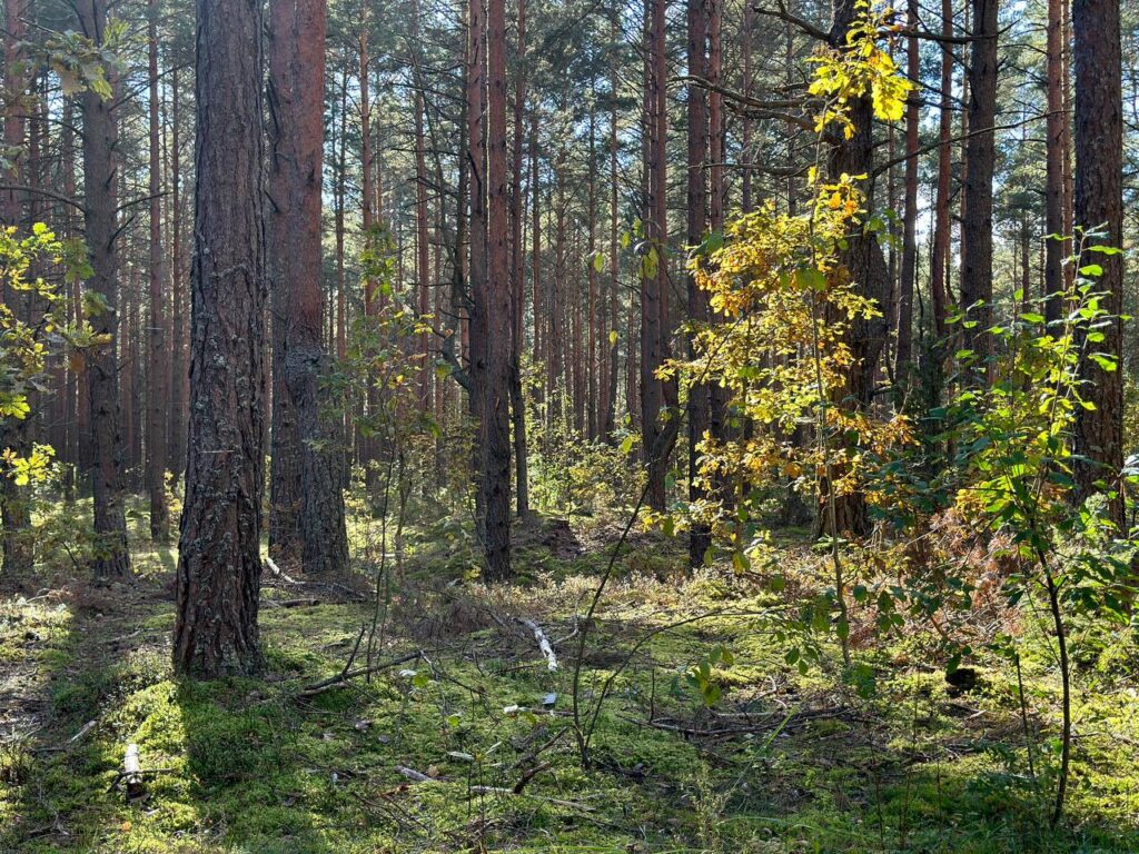 лес