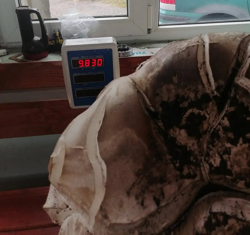 Под Бобруйском нашли гриб весом почти в 10 кг -- он съедобный