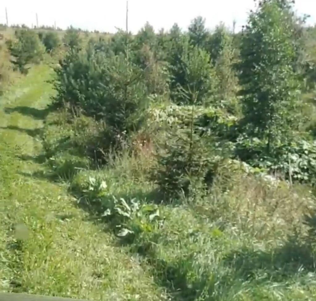 участок