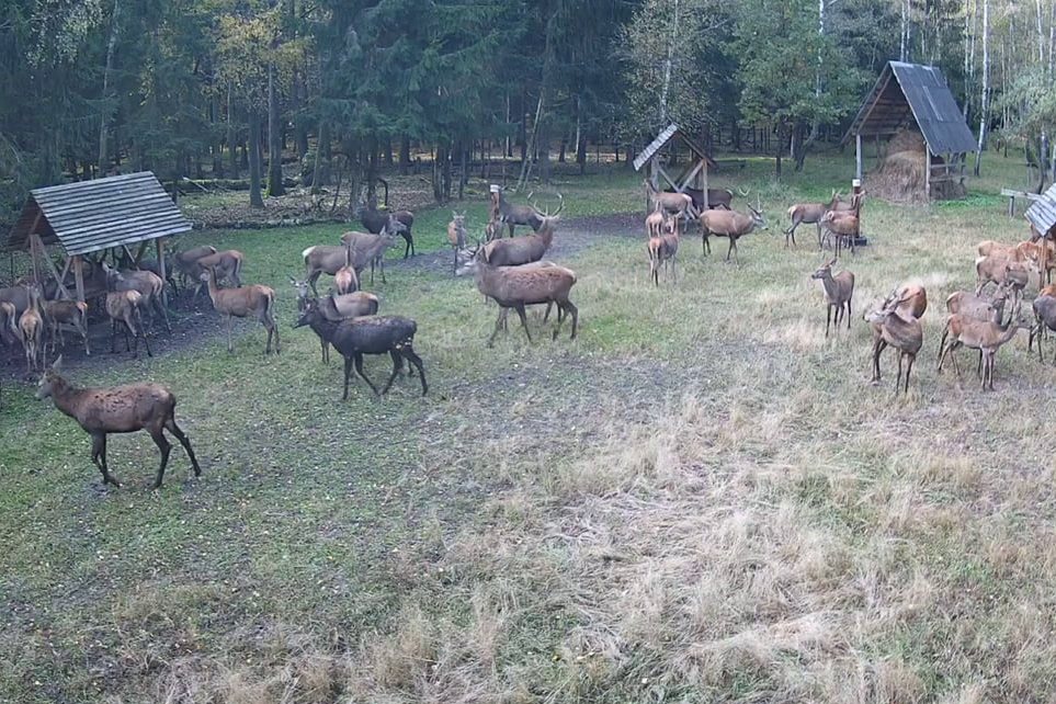 Редкие кадры: более 45 оленей одновременно появились на онлайн-камере в Беловежской пуще