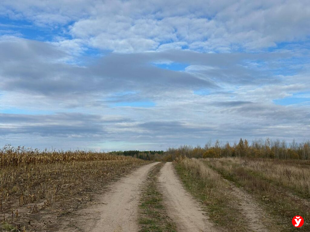 1 ноября в Беларуси туман и прохладно: что ждать от погоды