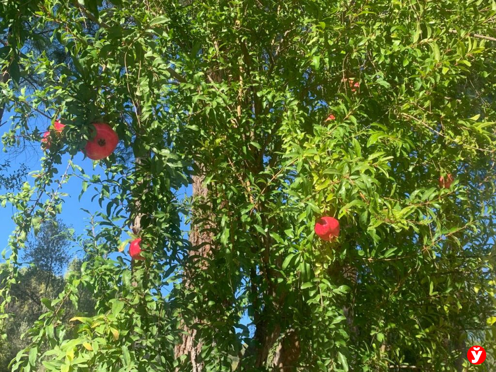 Семья из Крупок в Турции