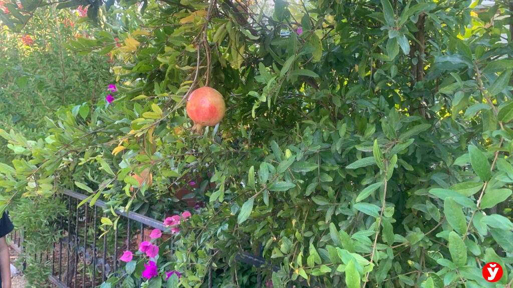 Семья из Крупок в Турции