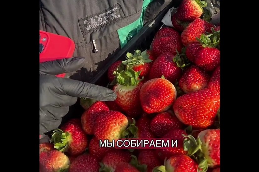 Крупную клубнику собирают в октябре на белорусских полях