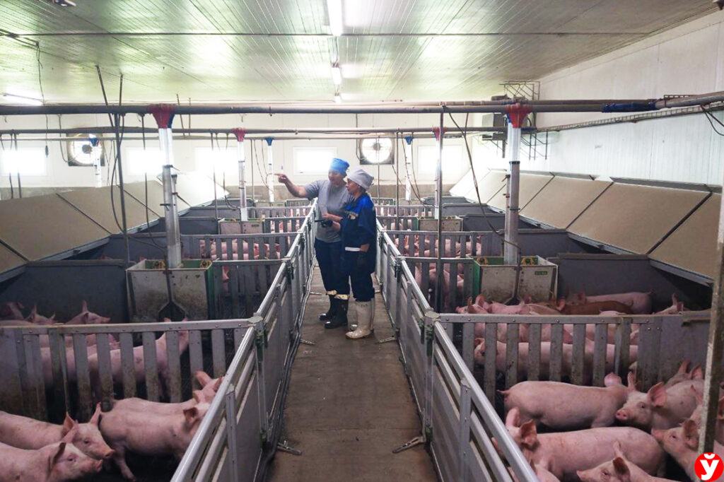 Борисовский КХП создаёт крупнейшую агропромышленную экосистему в отрасли свиноводства