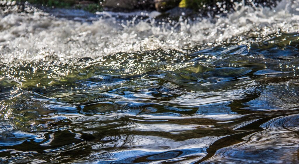 У Березовской ГРЭС обнаружен массовый замор рыбы — экологи выясняют причину