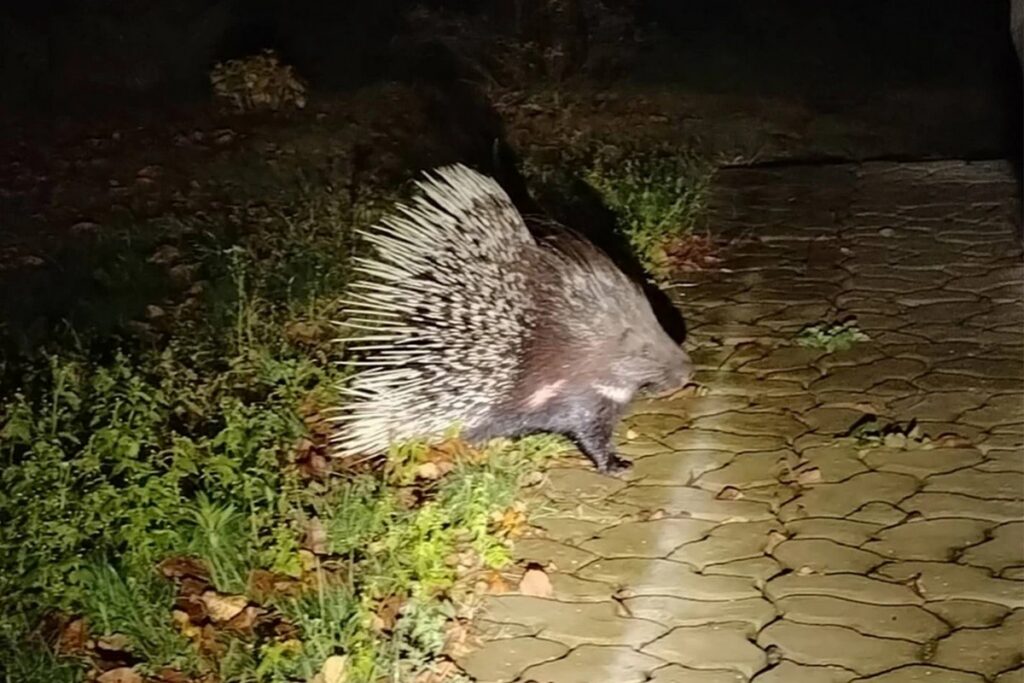 Жители белорусской деревни бьют тревогу из-за дикобраза, который кидается на людей