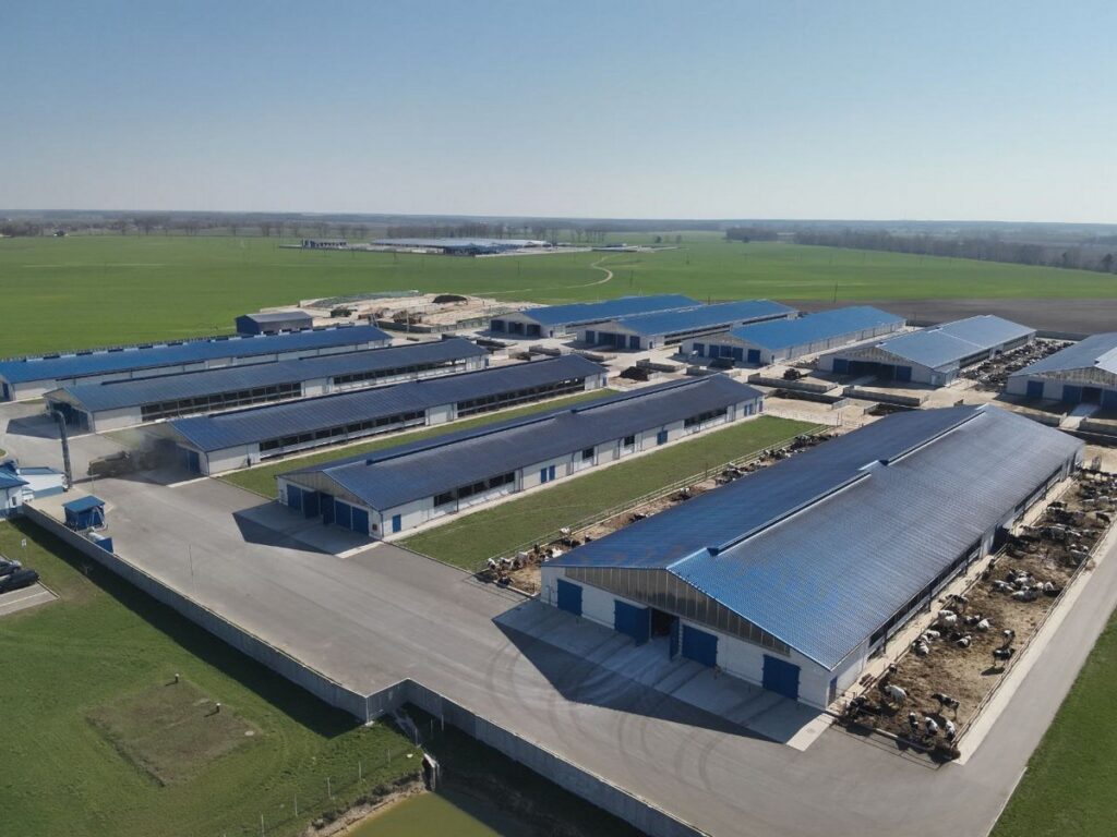 Молоко приносит миллионы. Как «Савушкин-Луч» стал одним из лидеров агросектора