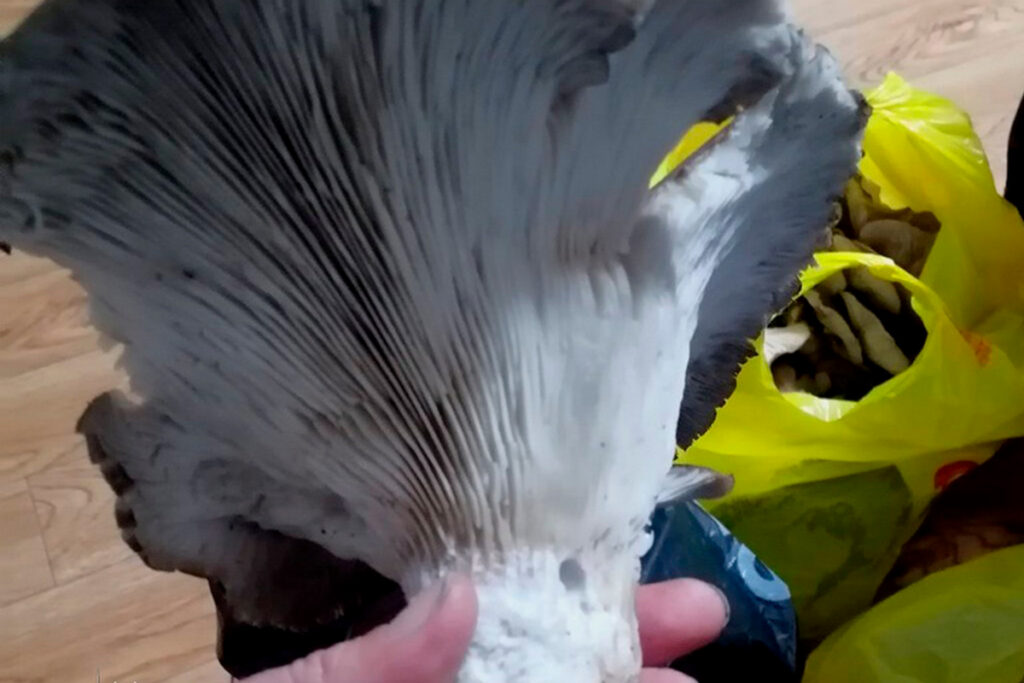 Гигантский гриб и опята: белорус собрал два пакета за час