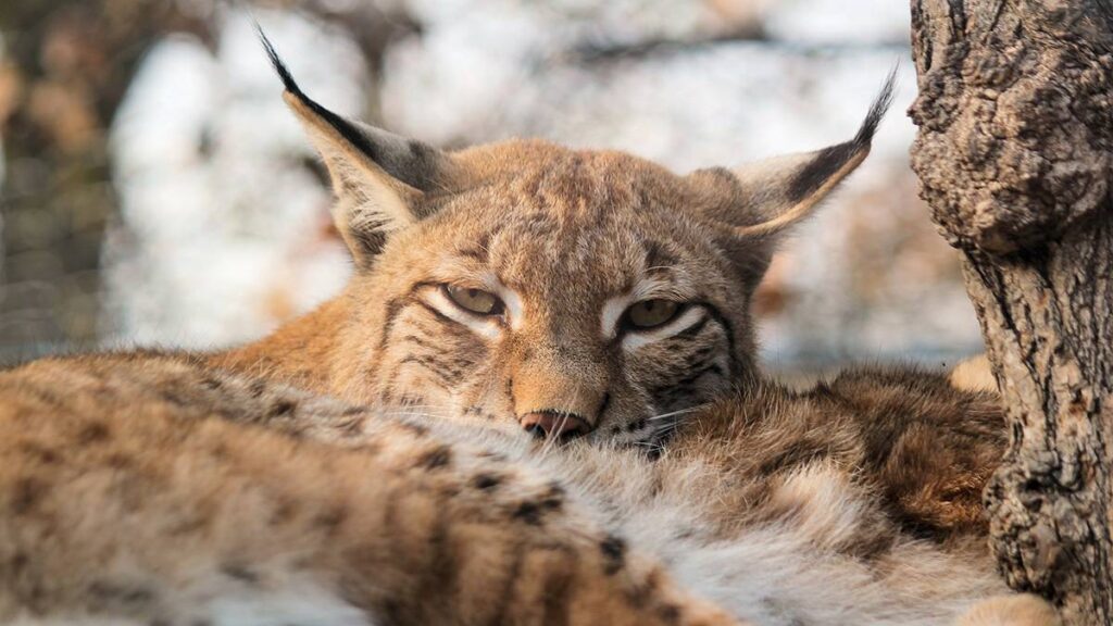 Рыси в Гомельской области задавили в вольере более 20 ланей