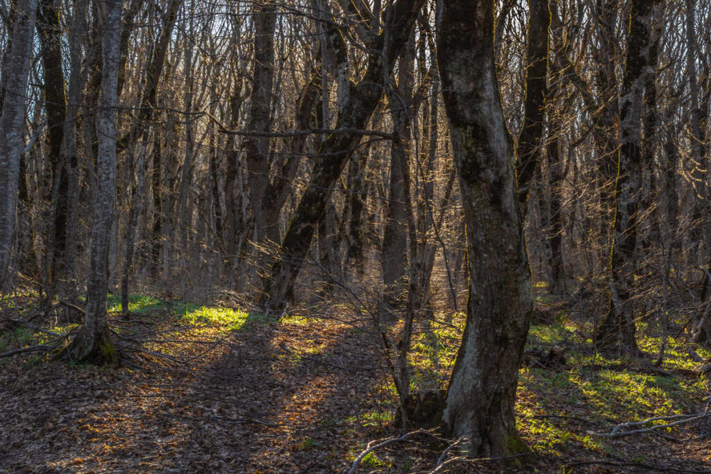 В лесу в Мядельском районе заблудился пенсионер