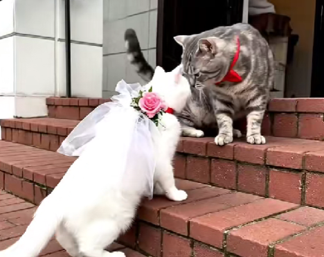 Кошачья свадьба в Пуховичах, разрисованная собака и замерзший малыш — топ-видео от нейросети