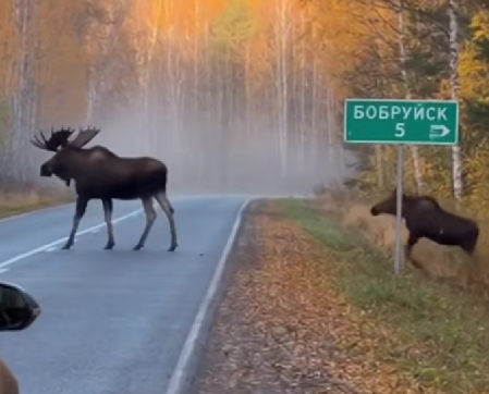Американские лоси под Бобруйском и ежиная ферма: что придумал ИИ на этой неделе