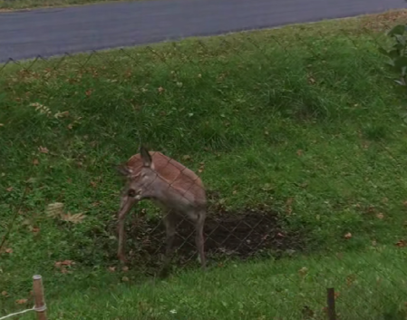 «Диагноз уже окончательный». Было ли бешенство у косули из нашумевшего видео в TikTok?