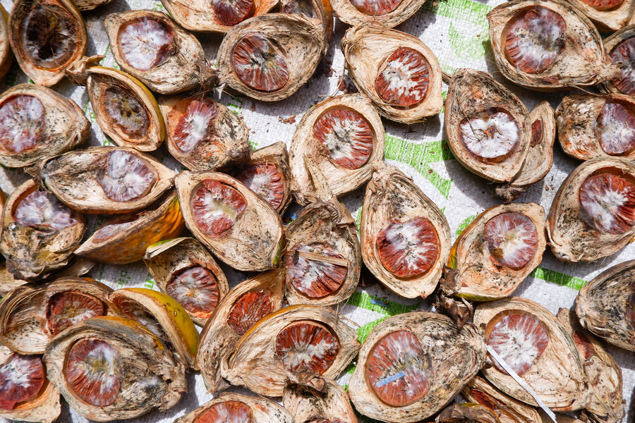 Среди российских подростков популярен опасный орех, вызывающий рак, — продают ли его в Беларуси?