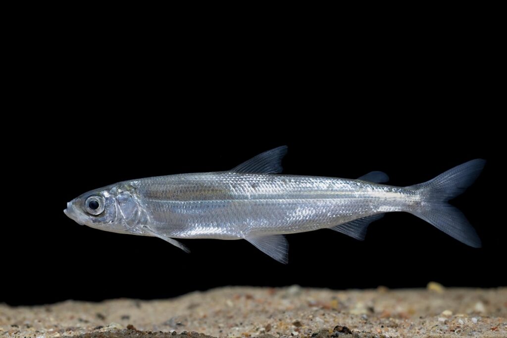 С 15 ноября в Беларуси запрещён лов ряпушки: нарушителям придётся заплатить немалый штраф