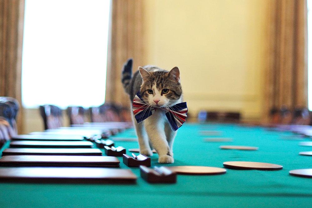 Кот Ларри станет звездой документального фильма о британских кошках