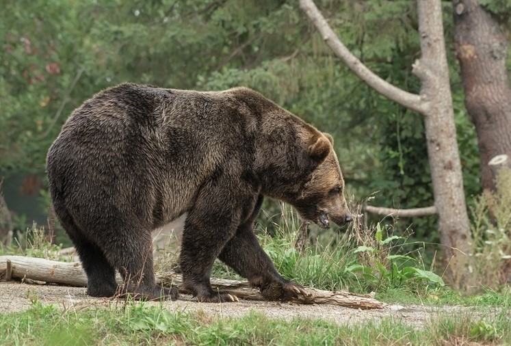 Белорус незаконно убил бурого медведя — его будут судить за браконьерство